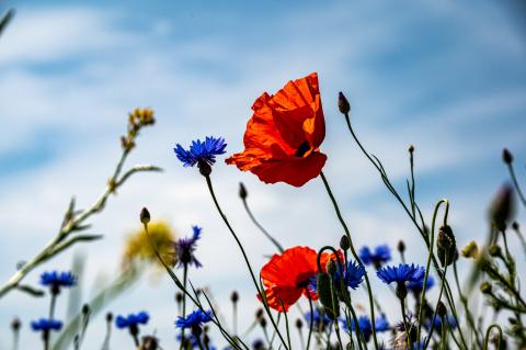 flowers