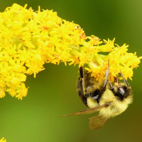 bee